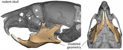 A Bio-Realistic Finite Element Model to Evaluate the Effect of Masticatory Loadings on Mouse Mandible-Related Tissues